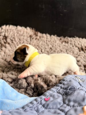 Les chiots de Jack Russell Terrier
