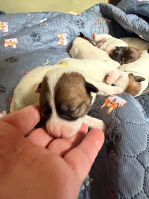Les chiots de Jack Russell Terrier