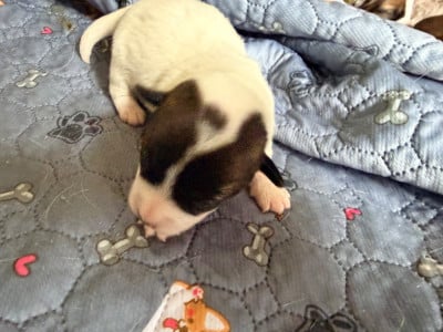 Les chiots de Jack Russell Terrier