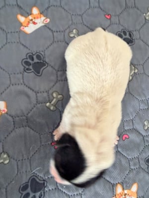 Les chiots de Jack Russell Terrier