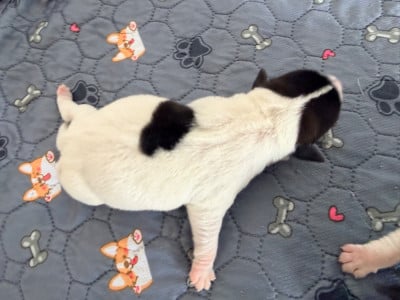 Les chiots de Jack Russell Terrier