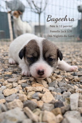 Les chiots de Jack Russell Terrier