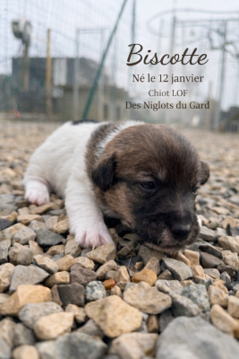 Les chiots de Jack Russell Terrier