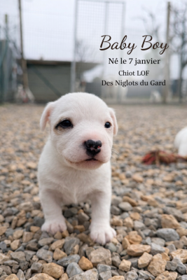 Les chiots de Jack Russell Terrier