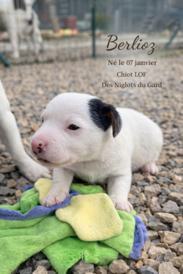 Les chiots de Jack Russell Terrier