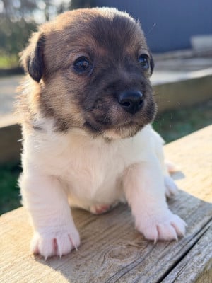 Les chiots de Jack Russell Terrier