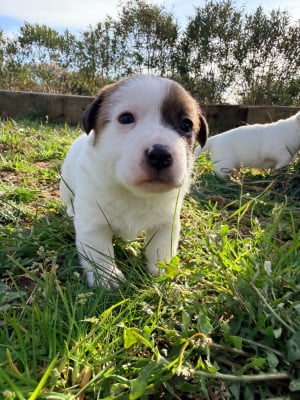 Les chiots de Jack Russell Terrier