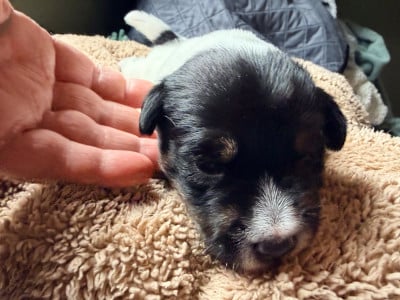 Les chiots de Jack Russell Terrier