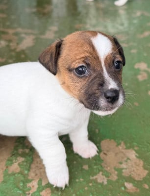 Les chiots de Jack Russell Terrier