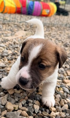 Les chiots de Jack Russell Terrier