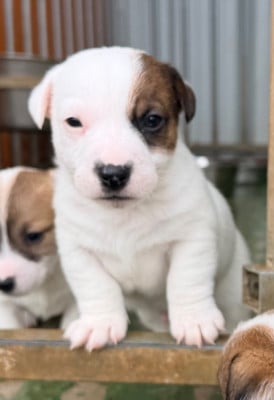 Les chiots de Jack Russell Terrier