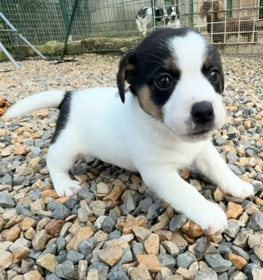 Les chiots de Jack Russell Terrier