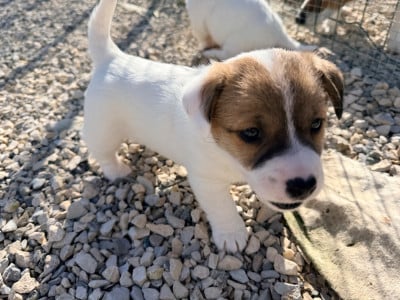 Les chiots de Jack Russell Terrier