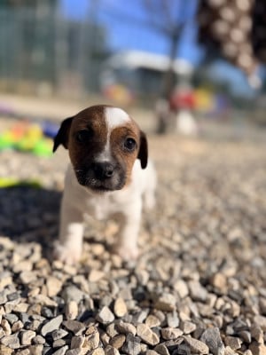 Les chiots de Jack Russell Terrier