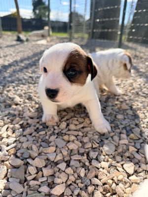 Les chiots de Jack Russell Terrier