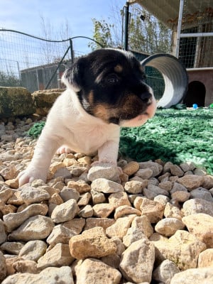 Les chiots de Jack Russell Terrier