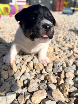 Les chiots de Jack Russell Terrier