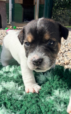 Les chiots de Jack Russell Terrier