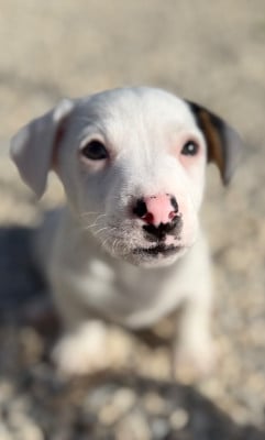 Les chiots de Jack Russell Terrier