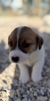 Les chiots de Jack Russell Terrier