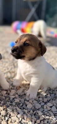 Les chiots de Jack Russell Terrier