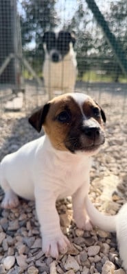 Les chiots de Jack Russell Terrier