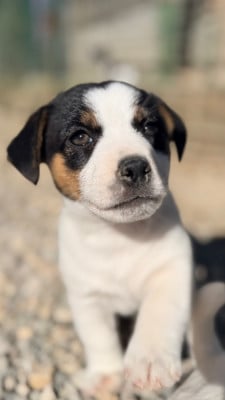 Les chiots de Jack Russell Terrier