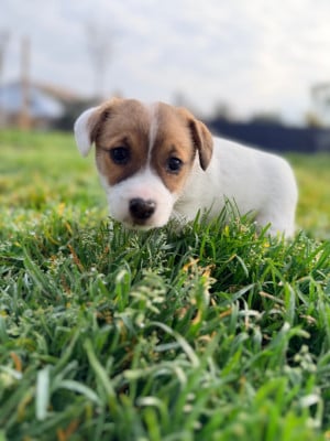 Les chiots de Jack Russell Terrier