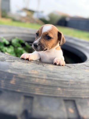 Les chiots de Jack Russell Terrier