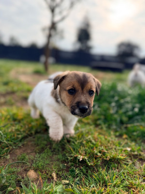 Les chiots de Jack Russell Terrier