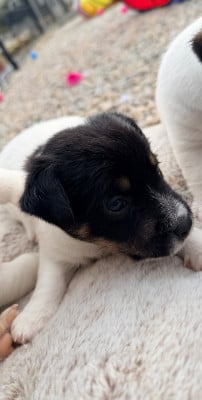 Les chiots de Jack Russell Terrier