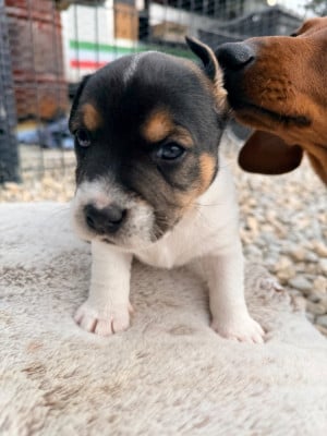 Les chiots de Jack Russell Terrier