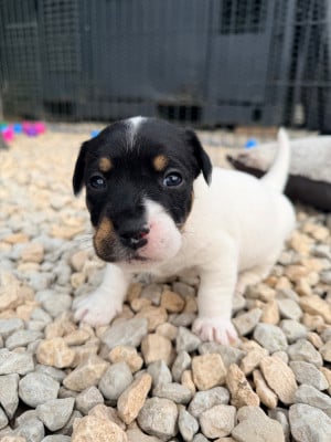 Les chiots de Jack Russell Terrier