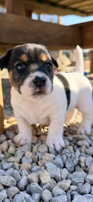 Les chiots de Jack Russell Terrier