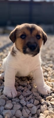 Les chiots de Jack Russell Terrier