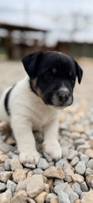 Les chiots de Jack Russell Terrier