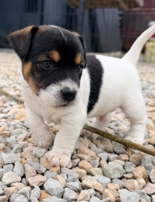 Les chiots de Jack Russell Terrier