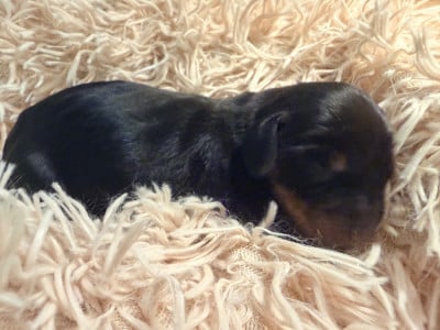 Les chiots de Teckel poil ras