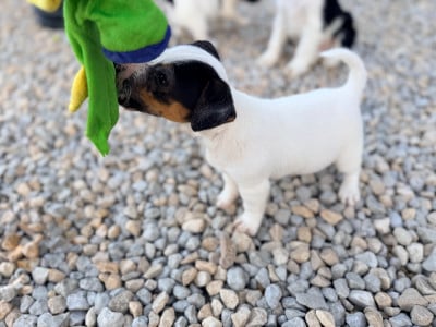Les chiots de Jack Russell Terrier