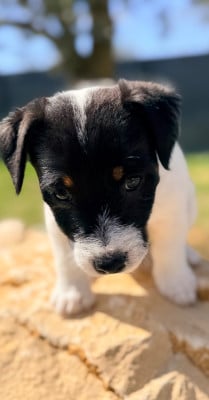 Les chiots de Jack Russell Terrier