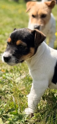 Les chiots de Jack Russell Terrier
