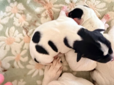 Les chiots de Jack Russell Terrier