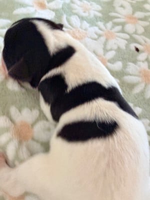 Les chiots de Jack Russell Terrier