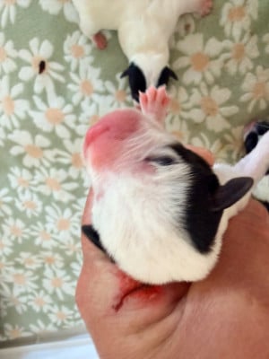 Les chiots de Jack Russell Terrier