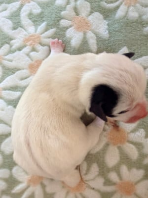 Les chiots de Jack Russell Terrier