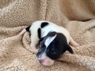 Les chiots de Jack Russell Terrier