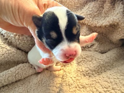 Les chiots de Jack Russell Terrier