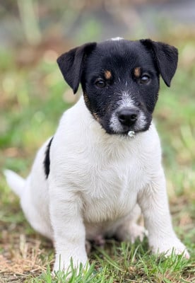 Les chiots de Jack Russell Terrier