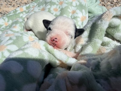 Les chiots de Jack Russell Terrier