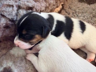 Les chiots de Jack Russell Terrier